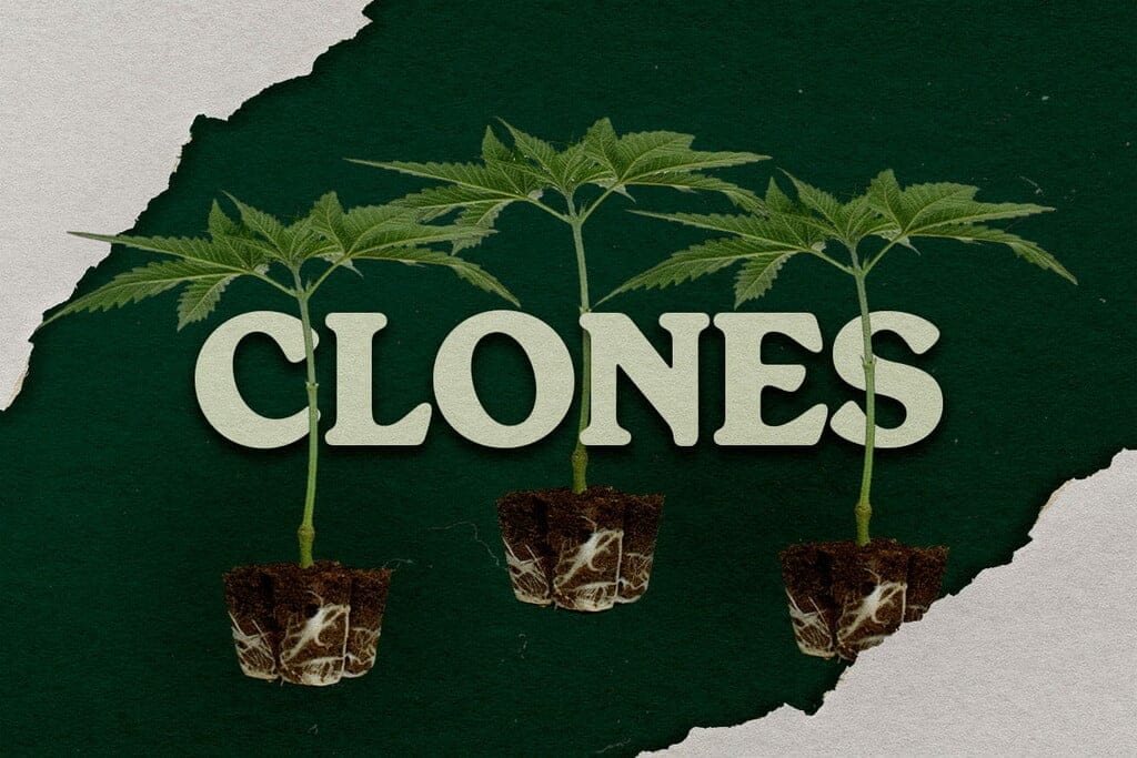 Small Clones